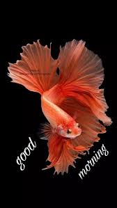 Aleem Khan Halfmoon Betta Betta Fish Betta