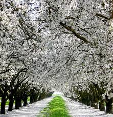 It is best to grow this tree from seed, since it has a deep taproot and resents transplanting. Walnut Tree Blossoms By Melaine Kroger Dream Garden Beautiful Tree Colorful Trees