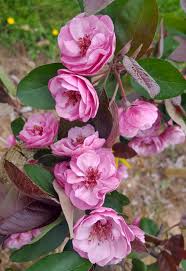 The trees at maturity are about. Malus Scarlet Brandywine Malus Frank P Matthews