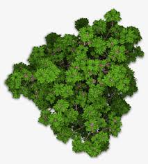 Tree graphy, tree top view, green trees, maple, desktop wallpaper, nature png. Www Playcast Ru Bushes Png Tree Png Top View Free Transparent Png Download Pngkey