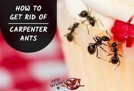 The best pest control for ants depends on what type of species you're dealing with. How To Get Rid Of Carpenter Ants Without An Exterminator Pest Samurai