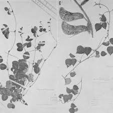 Image result for Rhynchosia micrantha