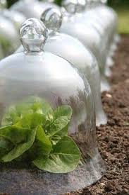 Glass Cloches So Pretty Trucos De Jardineria Jardin De Vegetales Cultivo De Plantas