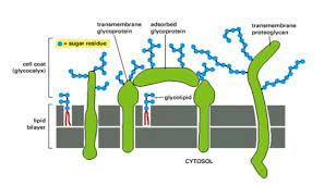 We did not find results for: Cell Wall Definition Examples Diagrams