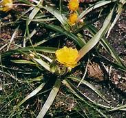 Image result for Ranunculus oreophytus