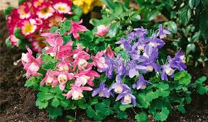 Image result for Aquilegia flabellata ministar