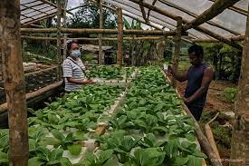 Wwf Philippines Wwf Philippines Partners Introduce Aquaponics To Food Shed Systems