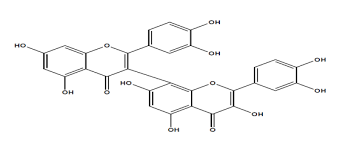 Image result for Gnidia chapmanii