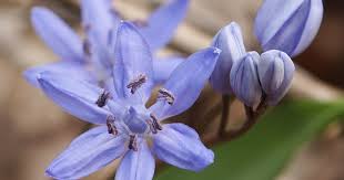 Scilla besteht aus den getrockneten scheiben der zwiebel der weißen sorte urginea maritim baker (urgenia scilla steinh) familie: Zweiblattriger Blaustern Scilla Bifolia Beschreibung Steckbrief Systematik