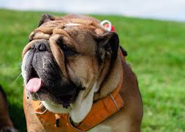 Képtalálat a következőre: „angol”