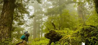 Uttarakhand Jim Corbett National Park - Etravelfly