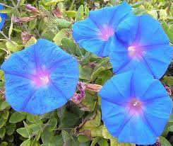 Bouquet Of Morning Glories Morning Glory Plant Leaves Bouquet