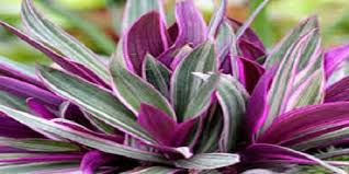 Buy tradescantia spathacea dwarf (rhoeo) online, 6 x 90mm for $39, we ship to qld, nsw, vic. Natural Plant Rhoeo Plant Moses In The Cradle Manufacturer From Chennai