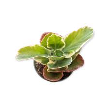Image result for Kalanchoe brachyloba