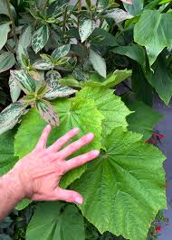 Image result for Sparrmannia