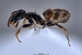 Image result for Thesium pygmaeum