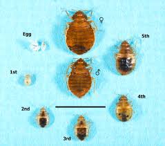 bed bugs clinical relevance and control options clinical microbiology reviews