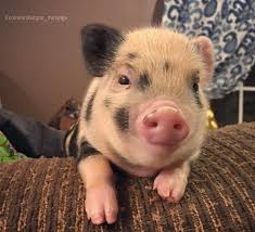 So this is an interesting case of a pig. An Abandoned Baby Piglet And A Puppy Have Become The Best Of Friends