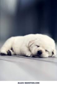 Dieser pinnwand folgen 930 nutzer auf pinterest. Diese 21 Total Susse Hunde Sind Einfach Zum Verlieben Alles Haustier