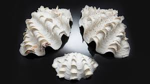Image result for Tridactyle virginea