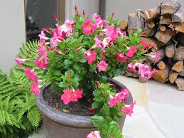 Image result for dipladenie sanderi obrázek