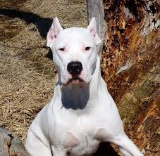 Dogo Argentino Arjantin