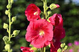 The second year you will get lovely blooms! Hollyhocks For Style And Structure Garden News