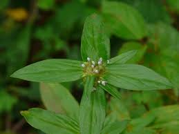 Image result for Spermacoce thymoidea