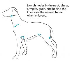 Dog Lymph Node Locations Goldenacresdogs Com