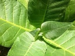 Asap ledakan misil, peluncuran rudal, senjata png. 15 Manfaat Dan Khasiat Daun Tembakau Untuk Kesehatan Khasiat