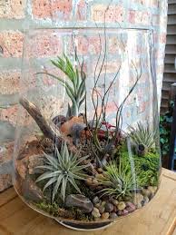 Tillandsias, also known as air plants, are beautiful, sculptural and airplant terrarium gift kit: Pin On Container Gardening