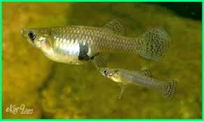 10 Ikan Hias Paling Mudah Dan Cepat Berkembang Biak Ikan Ikan Air Tawar Hiasan