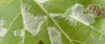 Image result for Colomerus vitis