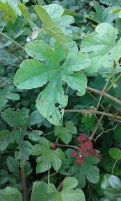Image result for Ampelocissus africana