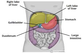 A good amount of area is covered by the abdominal wall. The Liver Lobes Ligaments Vasculature Teachmeanatomy