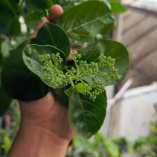 Image result for Premna angolensis