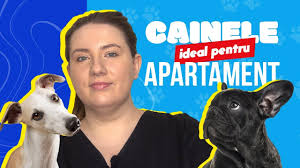 Basenji, este o opțiune excelentă atunci când ai vecini apropiați, și pereți subțiri. Rase De Caini Potrivite Pentru Apartament Miruna Chiriac