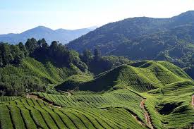 Kementerian tenaga dan sumber asli), abbreviated ketsa. Natural Resource Management Featured In The Resourcenation Com Natural Resources Collection Cameron Highlands Cool Places To Visit Most Beautiful Places