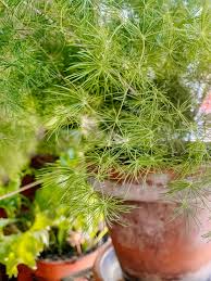 A google ingyenes szolgáltatása azonnal lefordítja a szavakat, kifejezéseket és weboldalakat a magyar és több mint 100 további nyelv kombinációjában. Beginner S Guide To The Asparagus Fern The Green Mad House