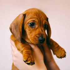 Prior to illinois being recognized as a state, it was known simply as the illinois territory, established february 3rd, 1809. 1 Dachshund Puppies For Sale In Chicago Uptown Puppies