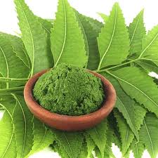 Maybe you would like to learn more about one of these? Bubuk Daun Neem Organik Alami Daun Neem Kering Bubuk Daun Neem Buy Herbal Dari Vietnam Kering Daun Neem Kering Azadirachta Indica Product On Alibaba Com