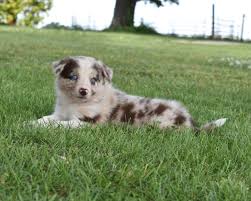 All Black Border Collie Puppy For Sale A Border Collie Puppy Stretches Out In The Green Grass Border Collie Puppies Puppies Maremma Sheepdog Puppy