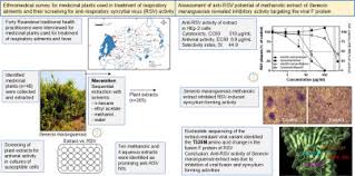 Image result for Vernonia kirungae