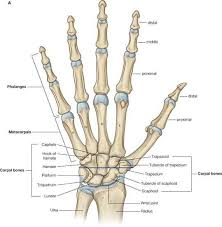 diagram of hand and wrist wrist hand anatomy bones