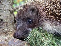 Igel Uberwintern Erste Hilfe Fur Igel In 2020 Igel Uberwintern Was Fressen Igel Igel
