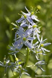 Image result for Ornithogalum flexuosum