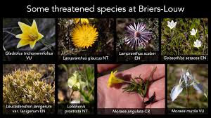 Image result for Gladiolus trichonemifolius