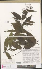 Image result for Landolphia violacea