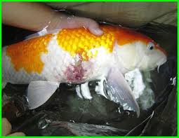 Ikan koi ini pada umumnya membutuhkan media atau tempat tinggal dengan kolam yang cukup luas agar nantinya bisa berkembang biak dan dapat tumbuh dengan baik,namun hal ini tidak menutup kemungkinan jika anda ingin memelihara jenis ikan koi di dalam akuarium. Cara Mengatasi Dan Mengobati Penyakit Ikan Koi Daftarhewan Com