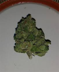 We did not find results for: White Widow Marijuana Strain Information Leafly